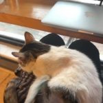 日々是好日 ｜ イスタンブールと猫と、命のこと［１］